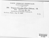 Uropyxis amorphae image